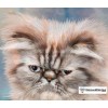 Angry Kitten 5D DIY Diamond Painting Kit