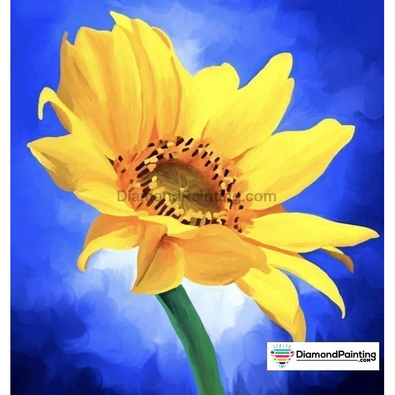 African Gazania DIY ...