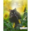 Black Cat Painting With Diamonds Kit