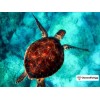Ships From USA - Sea Turtle 40x50cm