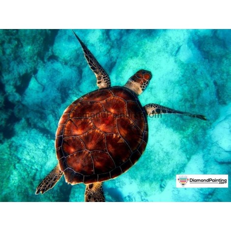 Ships From USA - Sea Turtle 40x50cm