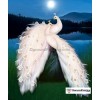 White Peacock Moonlight Diamond Painting Kit