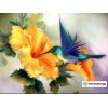 Hummingbird in Flight Paint By Diamonds Kit for Adults