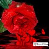 Colors of Fun Diamond Painting Kit